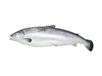 Whole Norwegian Salmon
